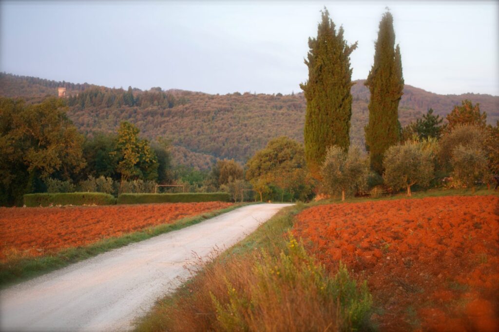 A country road lined with cypress
