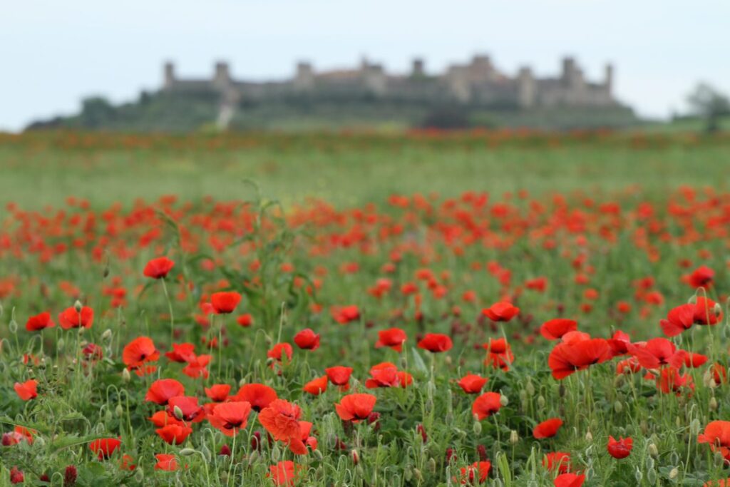 A field of poppies